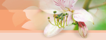 Masthead